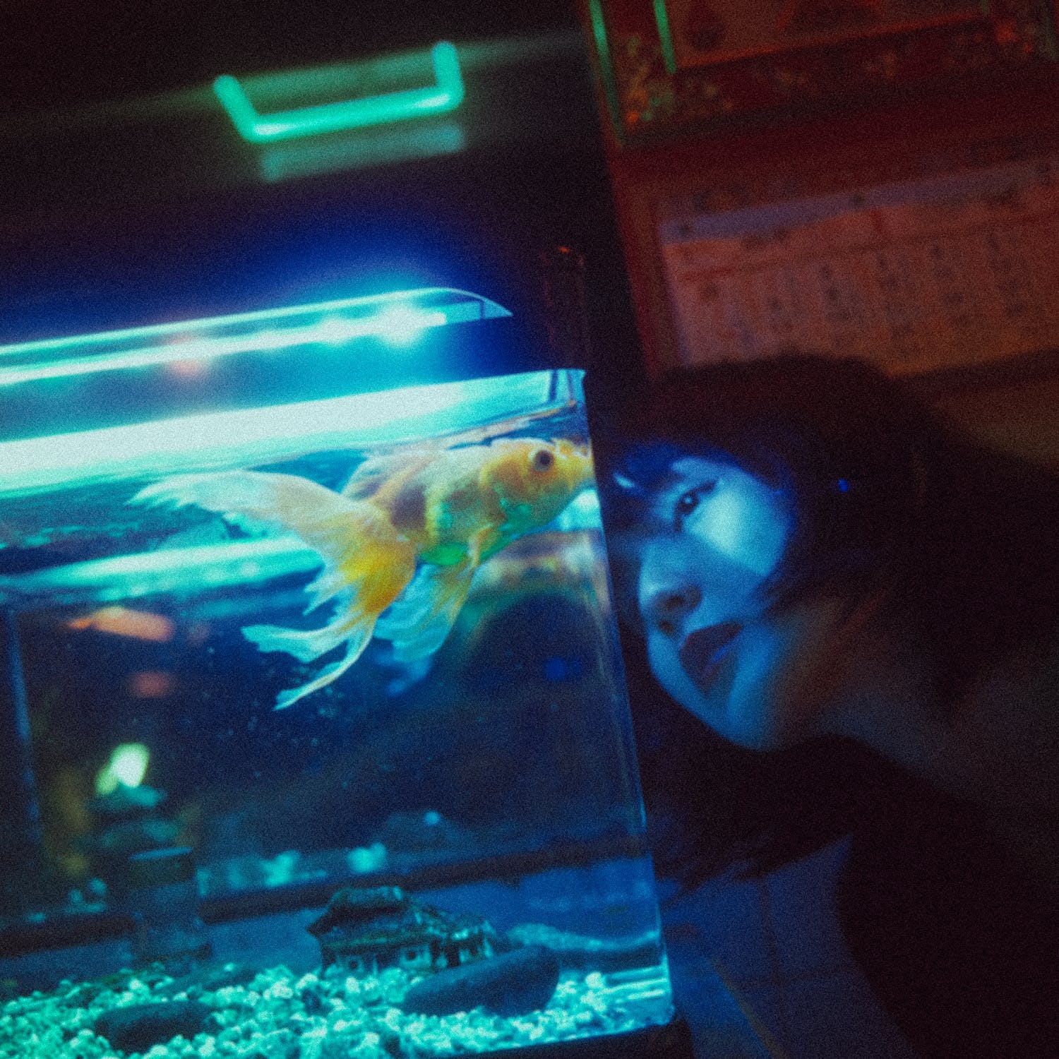 Lady staring at an aqua one lifestyle 190 with beautiful fishes