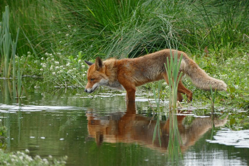 Can Foxes Swim