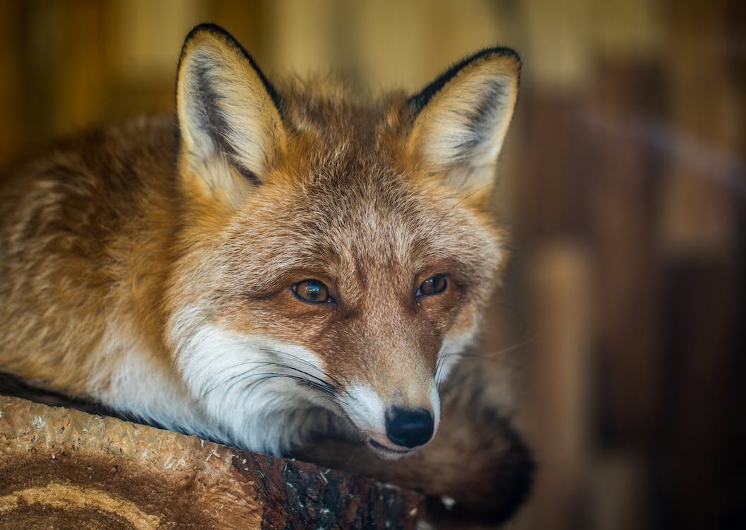 Can Foxes Swim? Discover the Surprising Truth about Fox's Swimming ...