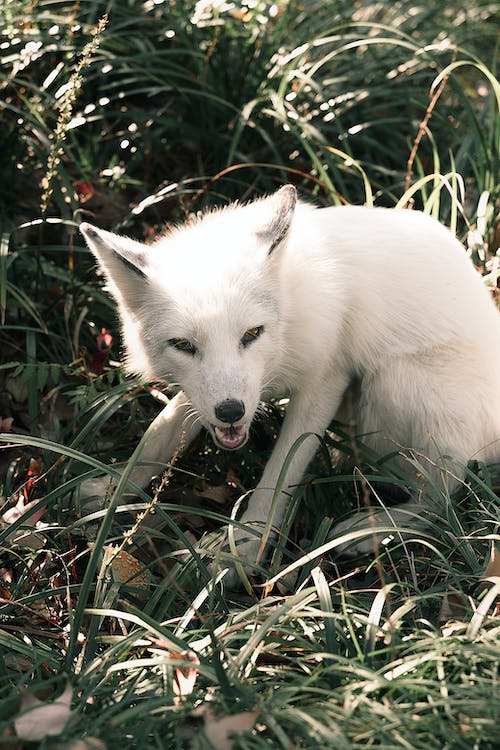 secretive Arctic fox